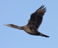 Brandt's Cormorant